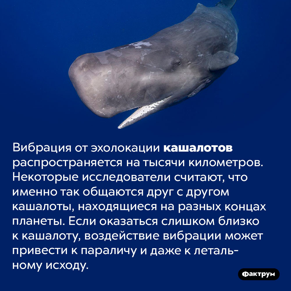 Как кашалоты общаются друг с другом через тысячи километров. Вибрация от эхолокации кашалотов распространяется на тысячи километров. Некоторые исследователи считают, что именно так общаются друг с другом кашалоты, находящиеся на разных концах планеты. Если оказаться слишком близко к кашалоту, воздействие вибрации может привести к параличу и даже к летальному исходу.