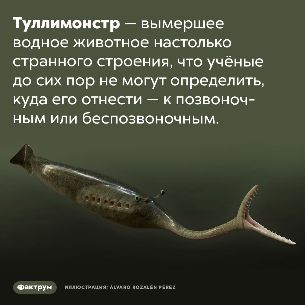 Очень странный туллимонстр. Туллимонстр — вымершее водное животное настолько странного строения, что учёные до сих пор не могут определить, куда его отнести — к позвоночным или беспозвоночным.