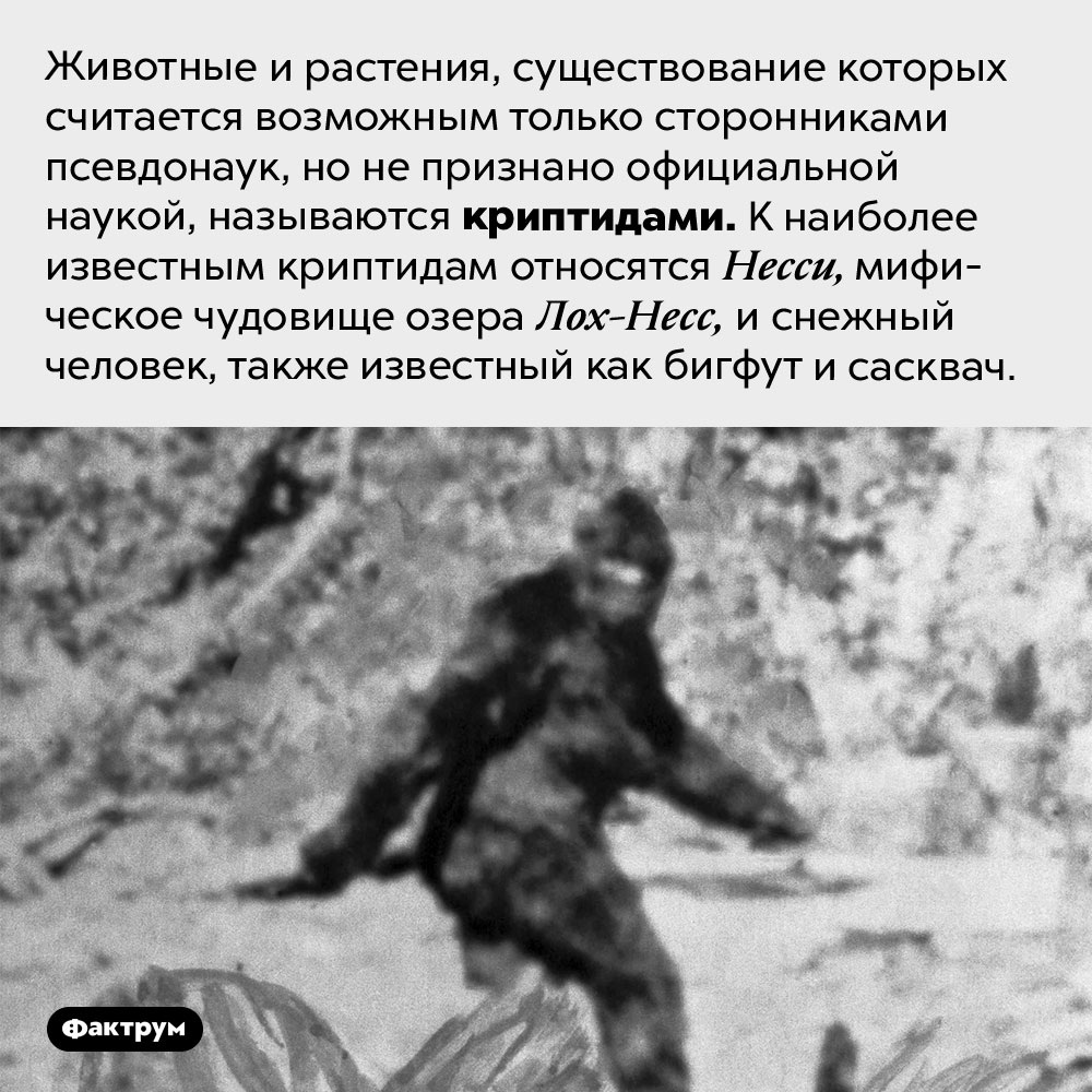 Кто такие криптиды. Животные и растения, существование которых считается возможным только сторонниками псевдонаук, но не признано официальной наукой, называются криптидами. К наиболее известным криптидам относятся Несси, мифическое чудовище озера Лох-Несс, и снежный человек, также известный как бигфут и сасквач.