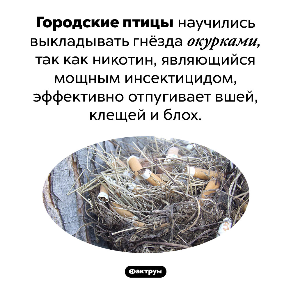 Городские птицы выкладывают гнёзда окурками. Городские птицы научились выкладывать гнёзда окурками, так как никотин, являющийся мощным инсектицидом, эффективно отпугивает вшей, клещей и блох.