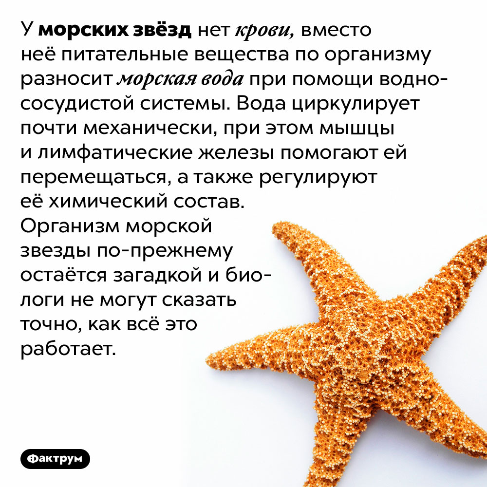 У морских звёзд вместо крови вода. У морских звёзд нет крови, вместо неё питательные вещества по организму разносит морская вода при помощи водно-сосудистой системы. Вода циркулирует почти механически, при этом мышцы и лимфатические железы помогают ей перемещаться, а также регулируют её химический состав. Организм морской звезды по-прежнему остаётся загадкой и биологи не могут сказать точно, как всё это работает.