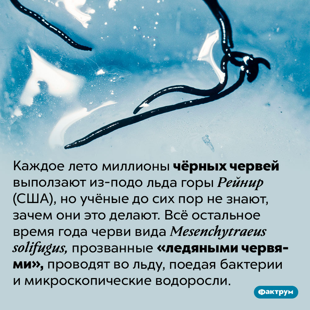 Ледяные черви. Каждое лето миллионы чёрных червей выползают из-подо льда горы Рейнир (США), но учёные до сих пор не знают, зачем они это делают. Всё остальное время года черви вида <em>Mesenchytraeus solifugus,</em> прозванные «ледяными червями», проводят во льду, поедая бактерии и микроскопические водоросли.