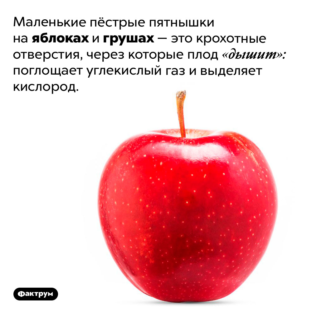 Почему на яблоках есть маленькие пятнышки. Маленькие пёстрые пятнышки на яблоках и грушах — это крохотные отверстия, через которые плод «дышит»: поглощает углекислый газ и выделяет кислород.
