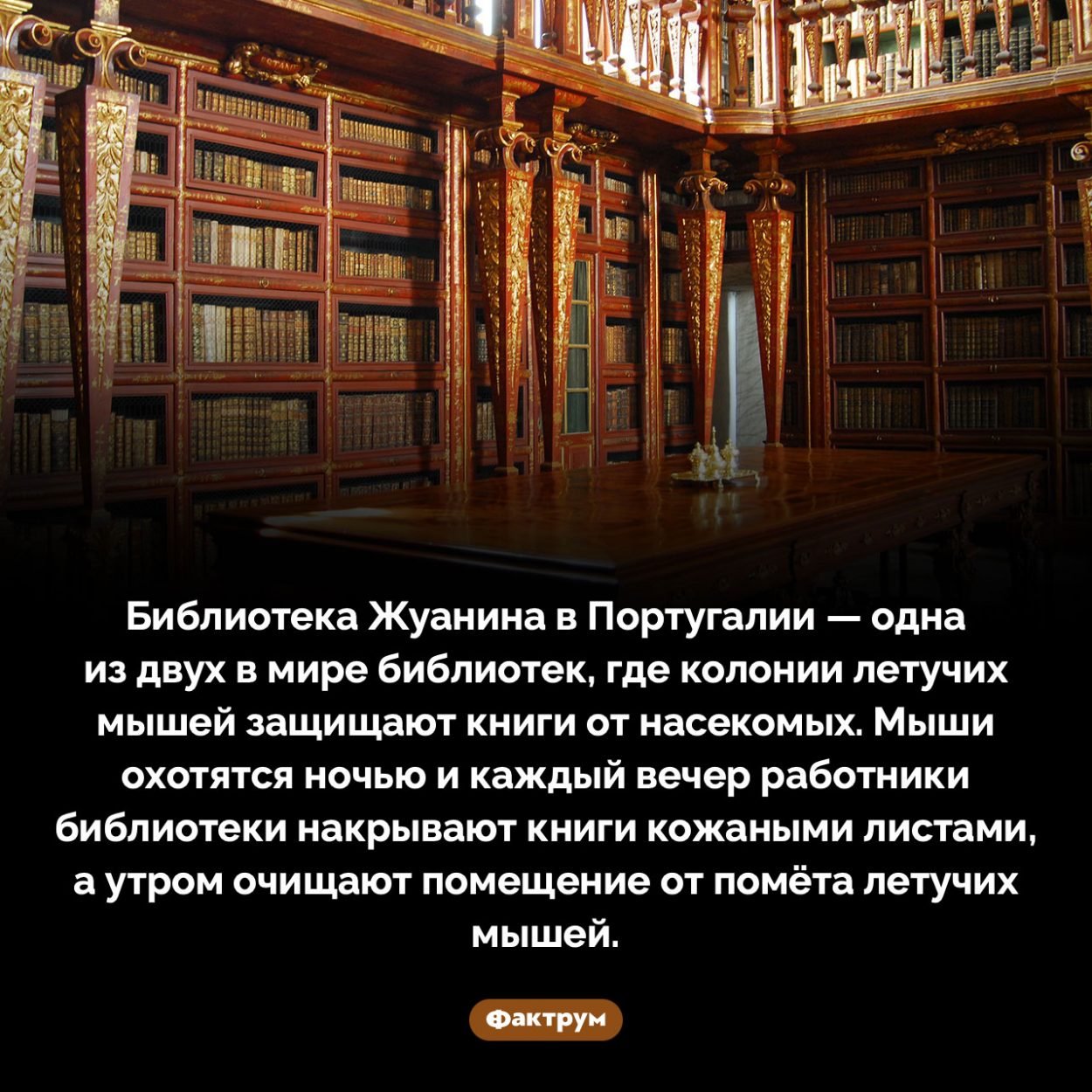 Библиотека, в которой летучие мыши защищают книги от насекомых. Библиотека Жуанина в Португалии — одна из двух в мире библиотек, где колонии летучих мышей защищают книги от насекомых. Мыши охотятся ночью и каждый вечер работники библиотеки накрывают книги кожаными листами, а утром очищают помещение от помёта летучих мышей.