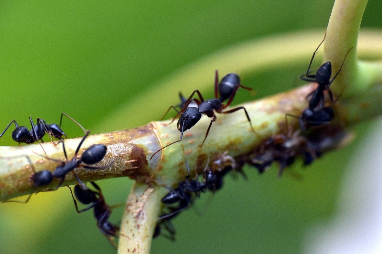 Como eliminar hormigas del jardin