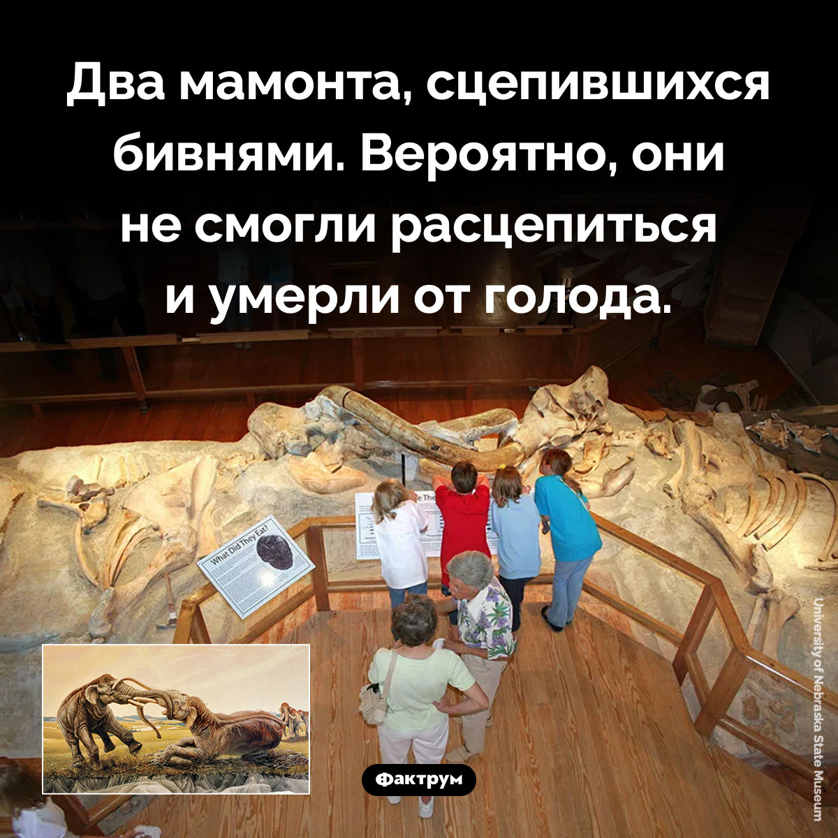 Два мамонта