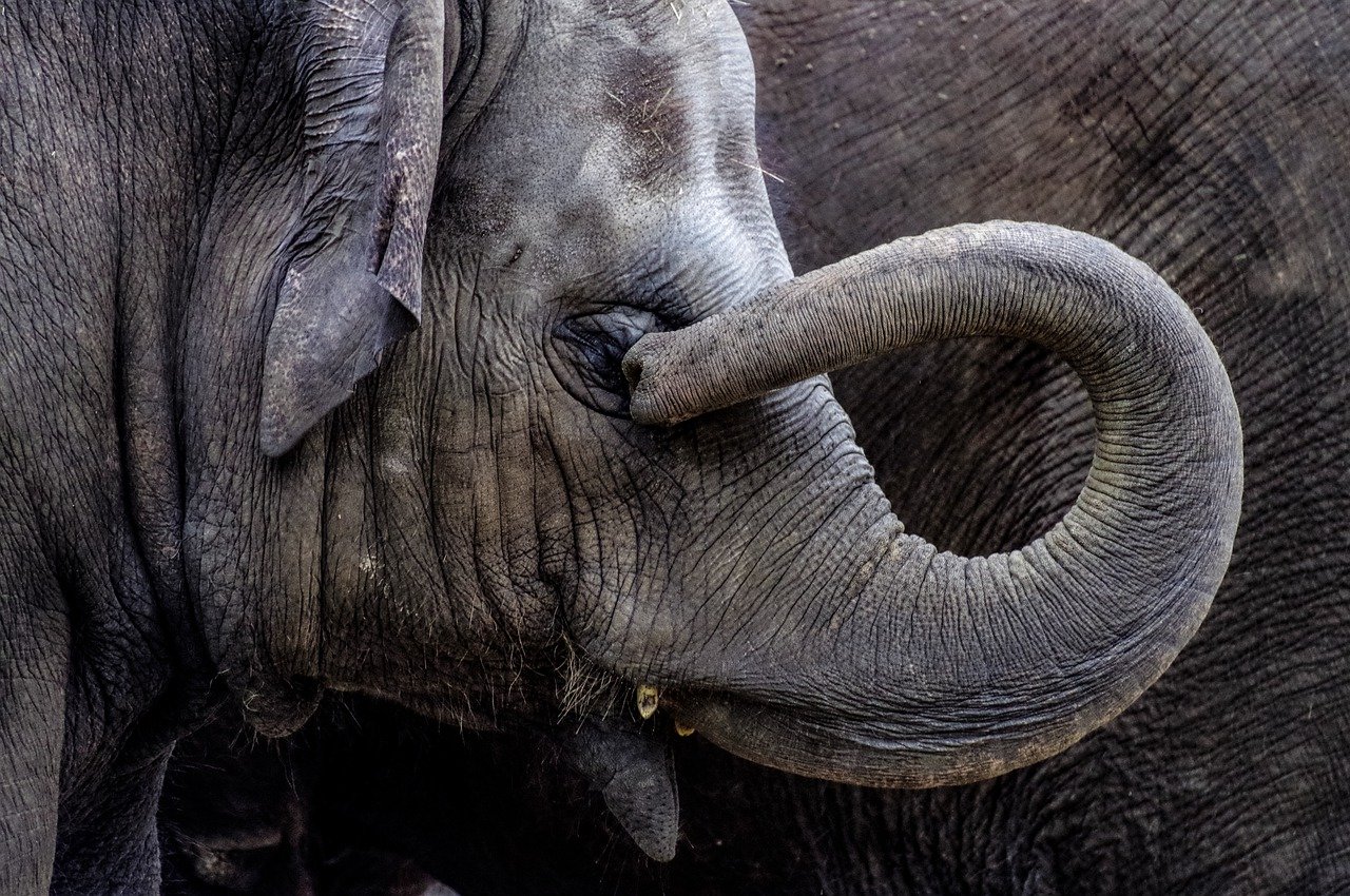 10 интересных фактов о слонах