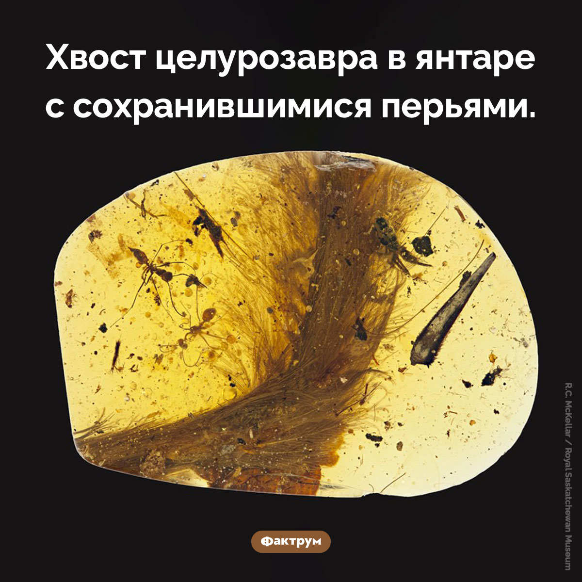 Перья целурозавра