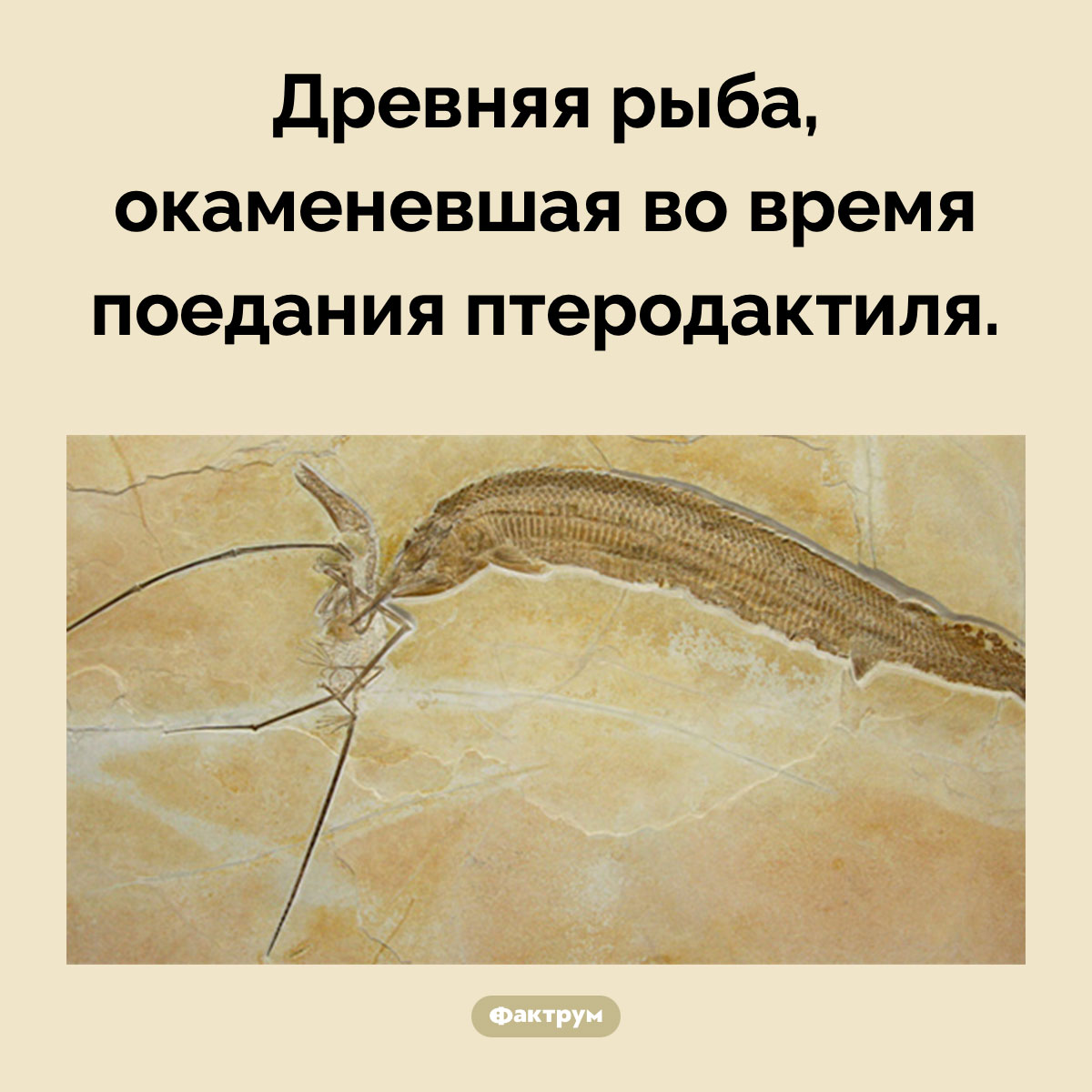 Рыба и птеродактиль