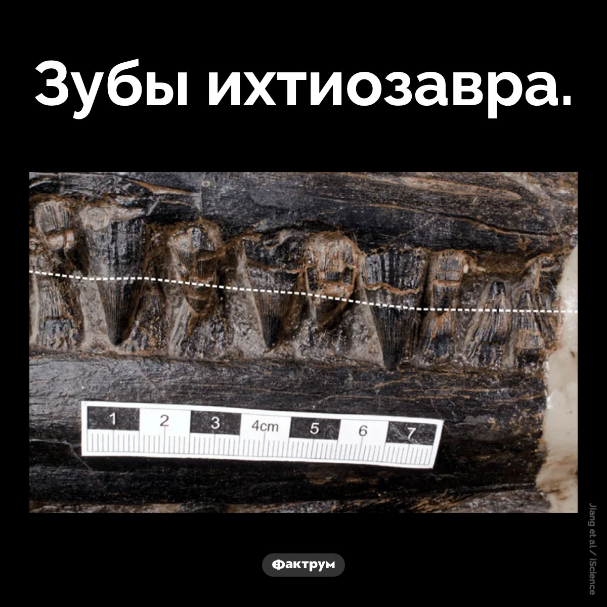 Зубы ихтиозавра