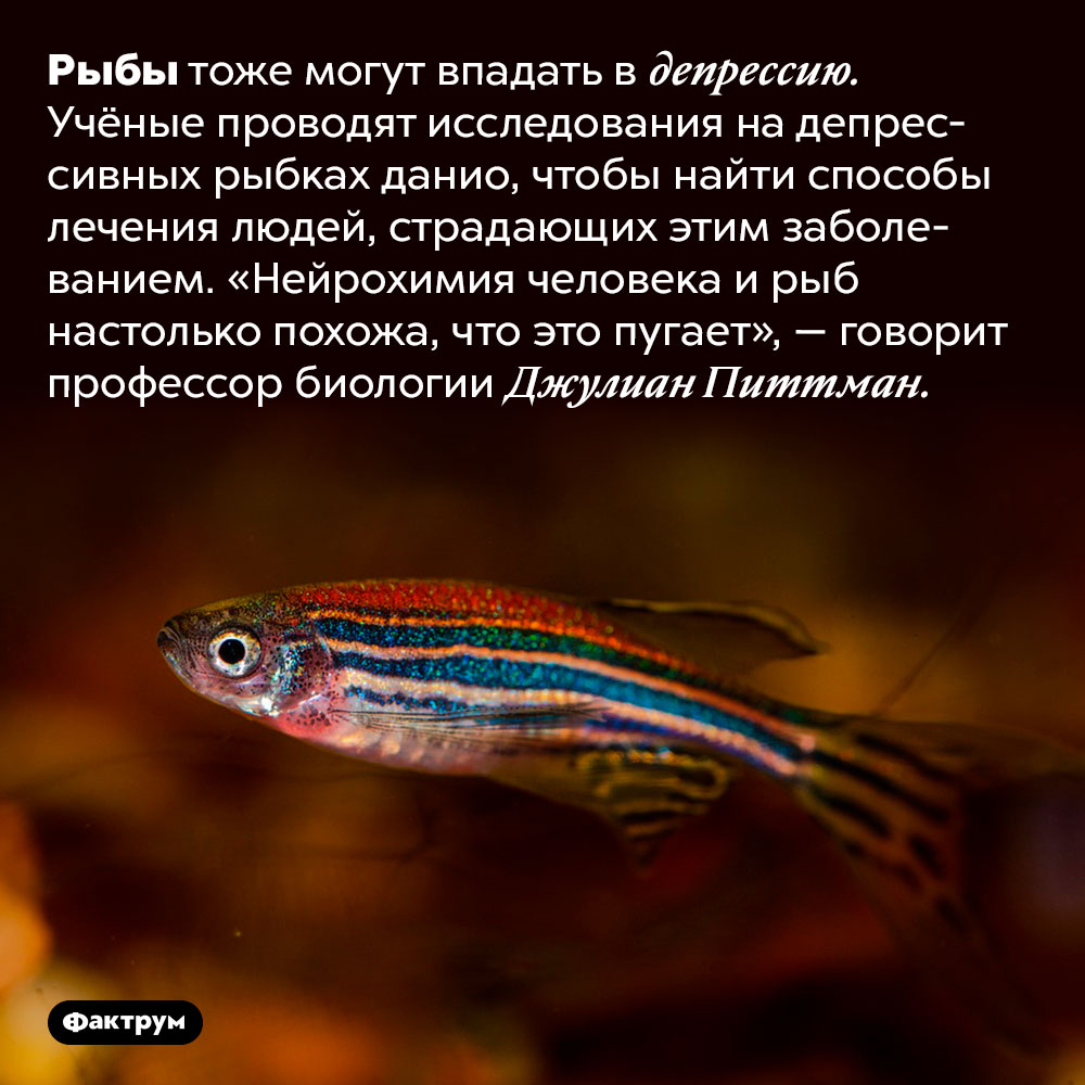 Рыбы могут впадать в депрессию.
Рыбы тоже могут впадать в депрессию. Учёные проводят исследования на депрессивных рыбках данио, чтобы найти способы лечения людей, страдающих этим заболеванием. «Нейрохимия человека и рыб настолько похожа, что это пугает», — говорит профессор биологии Джулиан Питтман.