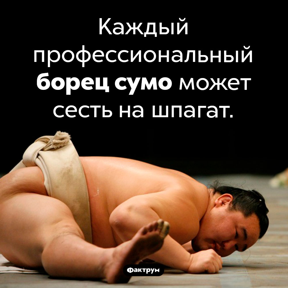 Неожиданная способность борцов сумо. Каждый профессиональный борец сумо может сесть на шпагат.
