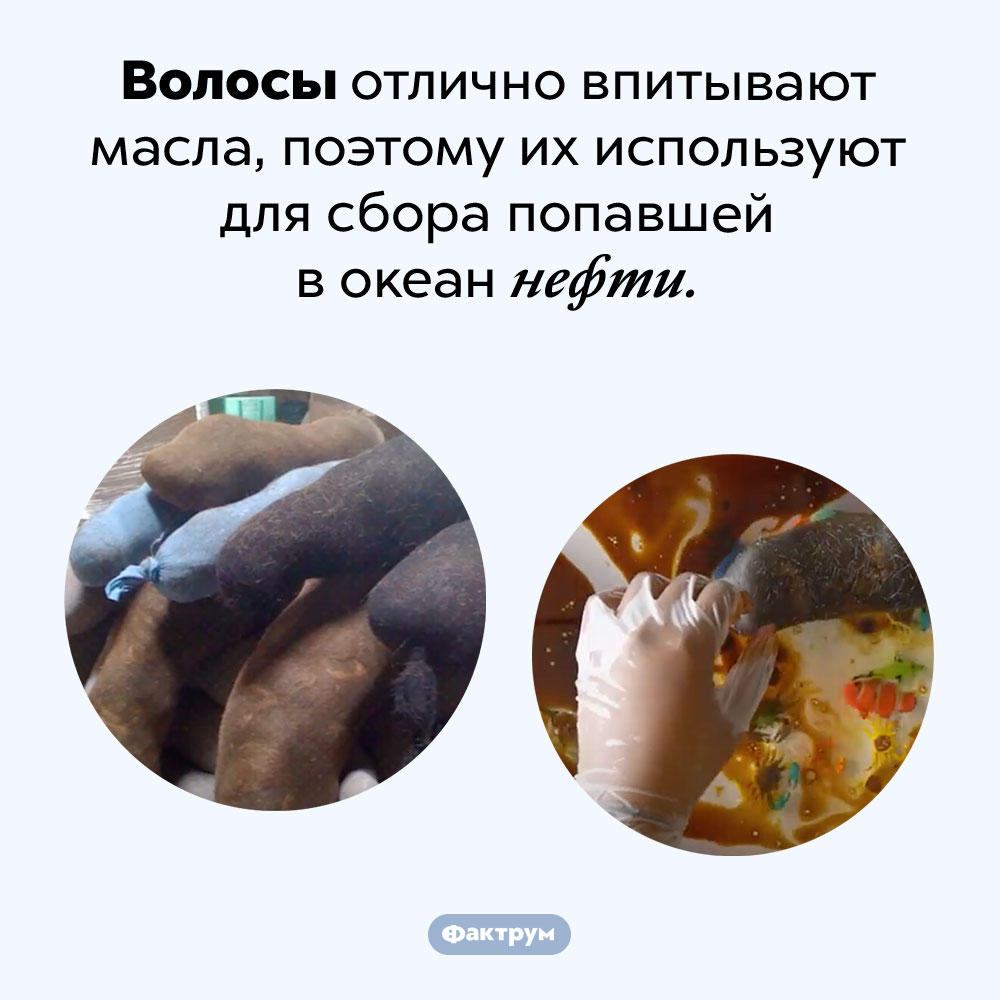 Разлившуюся нефть собирают волосами. Волосы отлично впитывают масла, поэтому их используют для сбора попавшей в океан нефти.