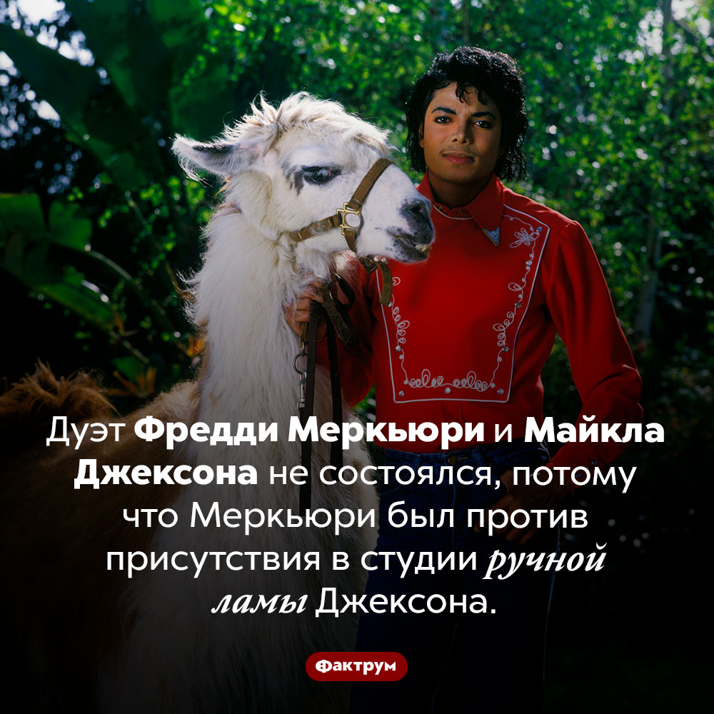 Меркьюри запретил Джексону привести в студию ламу. Дуэт Фредди Меркьюри и Майкла Джексона не состоялся, потому что Меркьюри был против присутствия в студии ручной ламы Джексона.