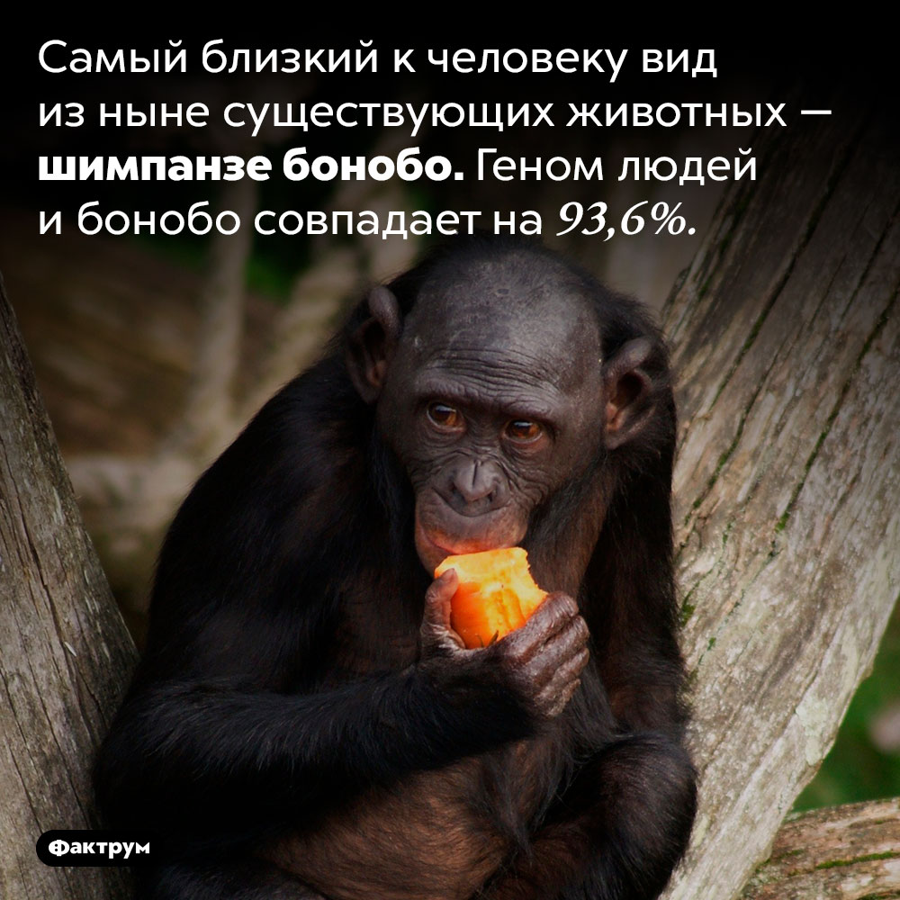 Какое животное ближе всего к человеку. Самый близкий к человеку вид из ныне существующих животных — шимпанзе бонобо. Геном людей и бонобо совпадает на 93,6%.