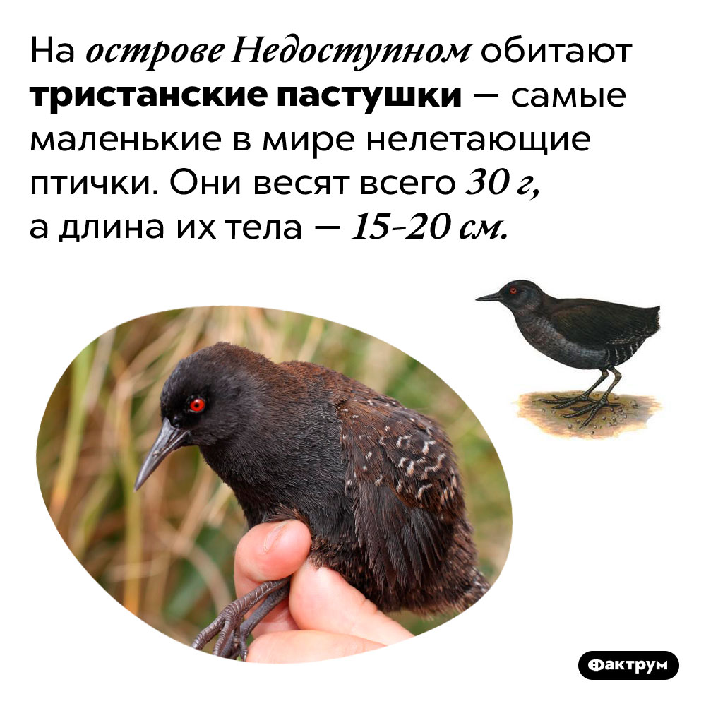 Самые маленькие нелетающие птицы. На острове Недоступном обитают тристанские пастушки — самые маленькие в мире нелетающие птички. Они весят всего 30 г, а длина их тела — 15-20 см.