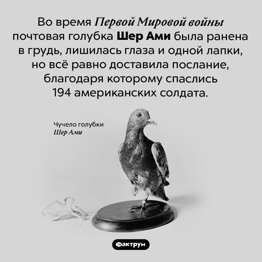 Шер Ами — голубка-герой. Во время Первой Мировой войны почтовая голубка Шер Ами была ранена в грудь, лишилась глаза и одной лапки, но всё равно доставила послание, благодаря которому спаслись 194 американских солдата. 