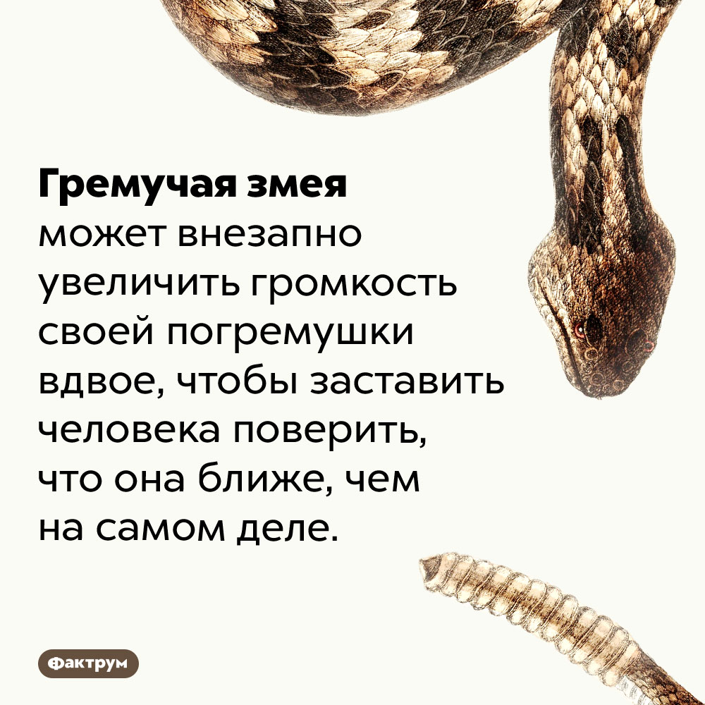 Гремучие змеи способны на обман. Гремучая змея может внезапно увеличить громкость своей погремушки вдвое, чтобы заставить человека поверить, что она ближе, чем на самом деле.