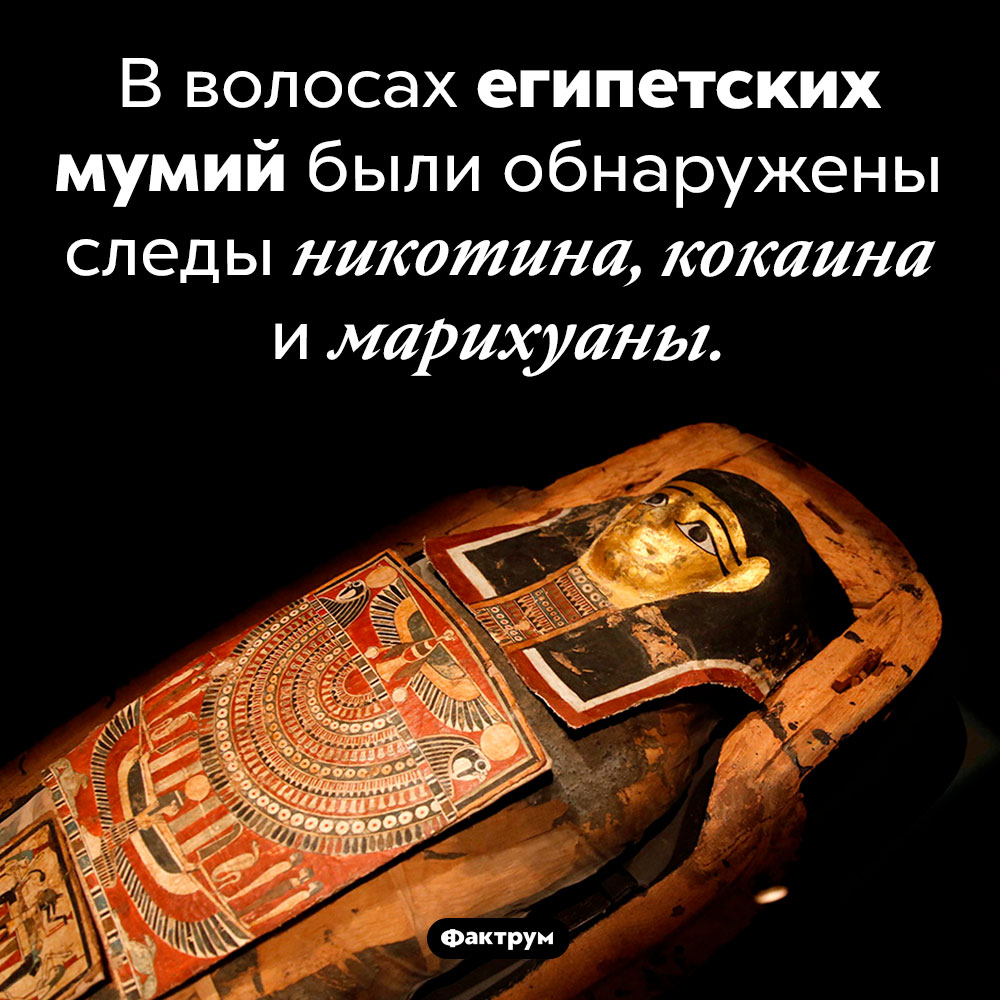 Наркотики в волосах мумий. В волосах египетских мумий были обнаружены следы никотина, кокаина и марихуаны.