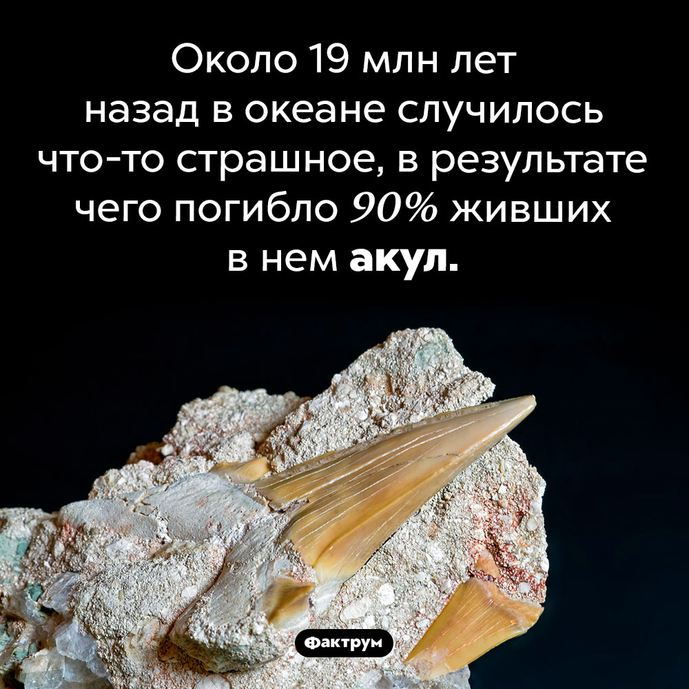 Событие, уничтожившее почти всех акул. Около 19 млн лет назад в океане случилось что-то страшное, в результате чего погибло 90% живших в нем акул.