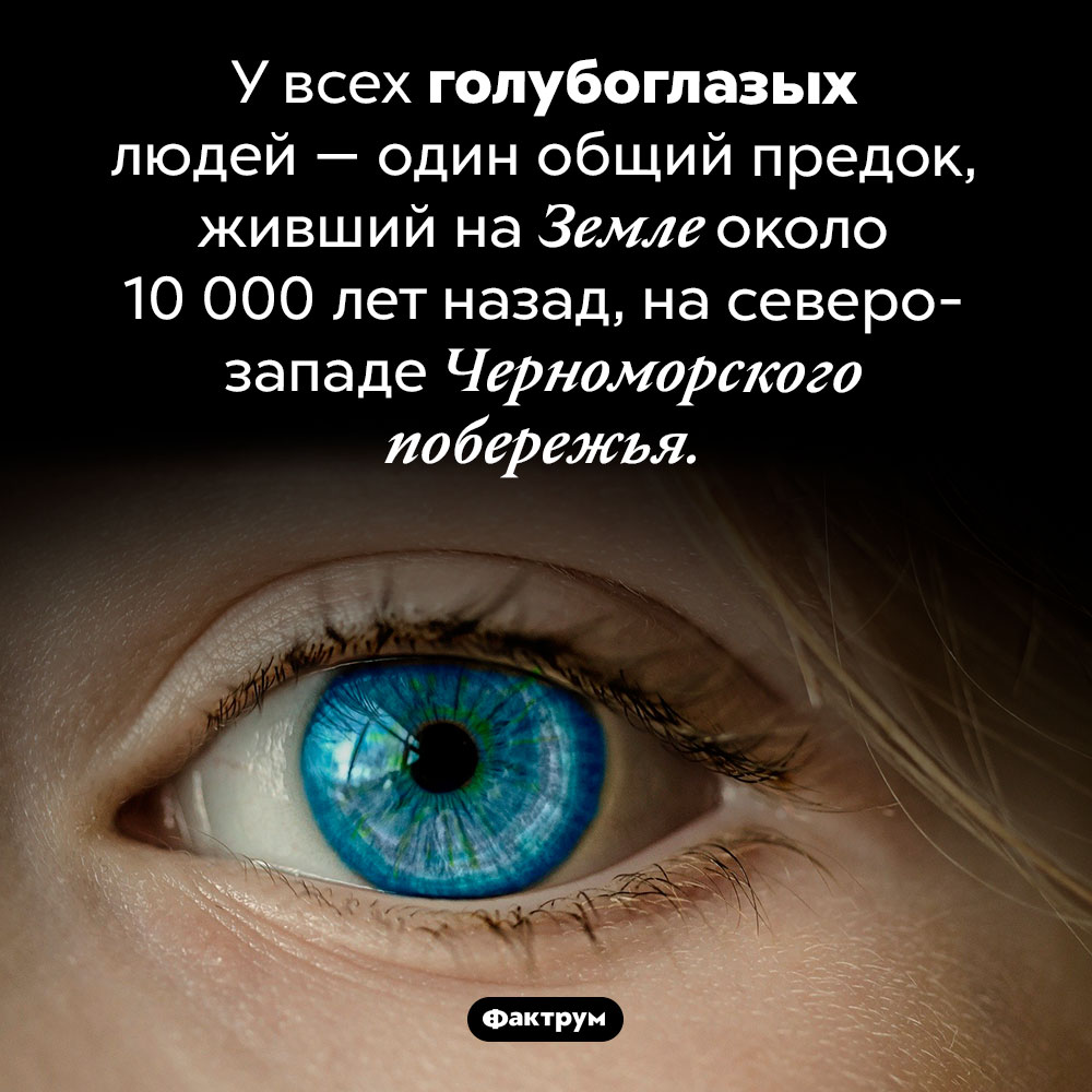 Общий предок голубоглазых людей. У всех голубоглазых людей — один общий предок, живший на Земле около 10 000 лет назад, на северо-западе Черноморского побережья.