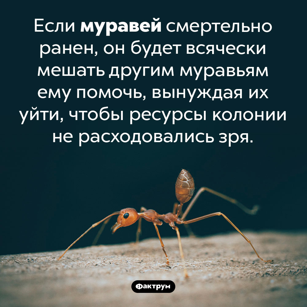 Смертельно раненый муравей просит других муравьёв бросить его. Если муравей смертельно ранен, он будет всячески мешать другим муравьям ему помочь, вынуждая их уйти, чтобы ресурсы колонии не расходовались зря.