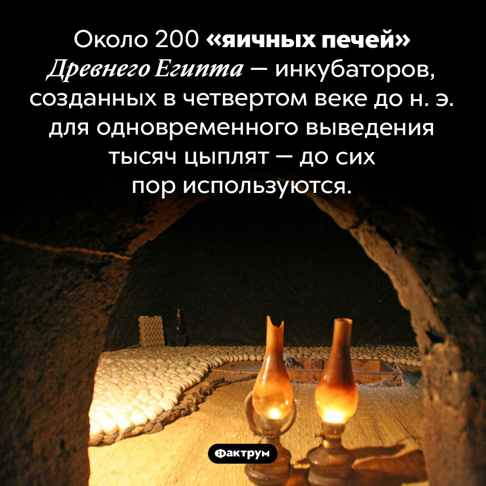 Яичные печи Древнего Египта используются до сих пор. Около 200 «яичных печей» древнего Египта — инкубаторов, созданных в четвертом веке до н. э. для одновременного выведения тысяч цыплят — до сих пор используются.