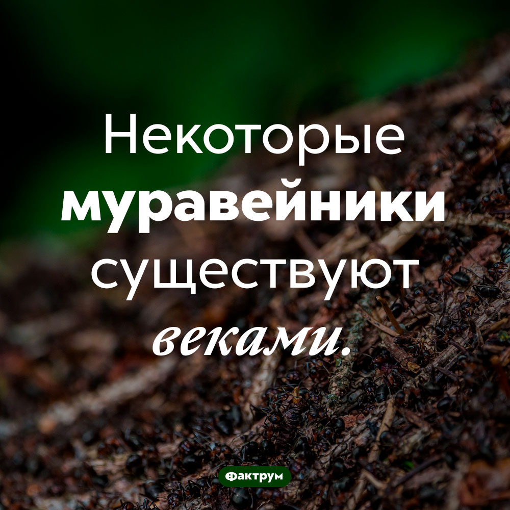 Срок жизни муравейников может быть очень долгим. Некоторые муравейники существуют веками.