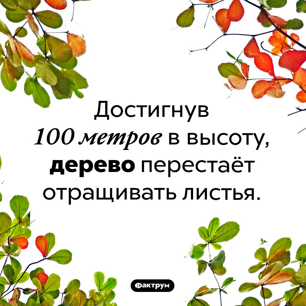 При какой высоте дерево перестаёт отращивать листья. Достигнув 100 метров в высоту, дерево перестаёт отращивать листья.