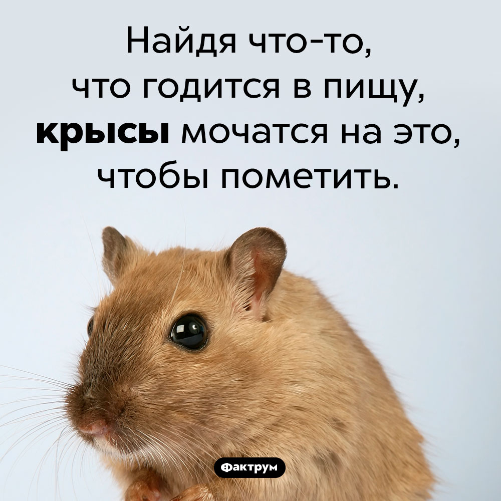 Зачем крысы мочатся на еду. Найдя что-то, что годится в пищу, крысы мочатся на это, чтобы пометить.