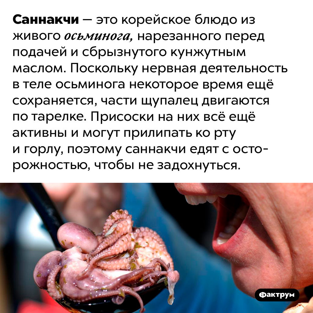 Почему живых осьминогов надо есть осторожно. Саннакчи — это корейское блюдо из живого осьминога, нарезанного перед подачей и сбрызнутого кунжутным маслом. Поскольку нервная деятельность в теле осьминога некоторое время ещё сохраняется, части щупалец двигаются по тарелке. Присоски на них всё ещё активны и могут прилипать ко рту и горлу, поэтому саннакчи едят с осторожностью, чтобы не задохнуться.