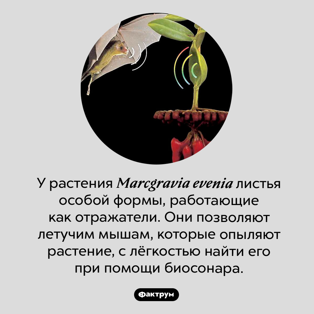 Удивительные листья <em>Marcgravia evenia</em>. У растения <em>Marcgravia evenia</em> листья особой формы, работающие как отражатели. Они позволяют летучим мышам, которые опыляют растение, с лёгкостью найти его при помощи биосонара.