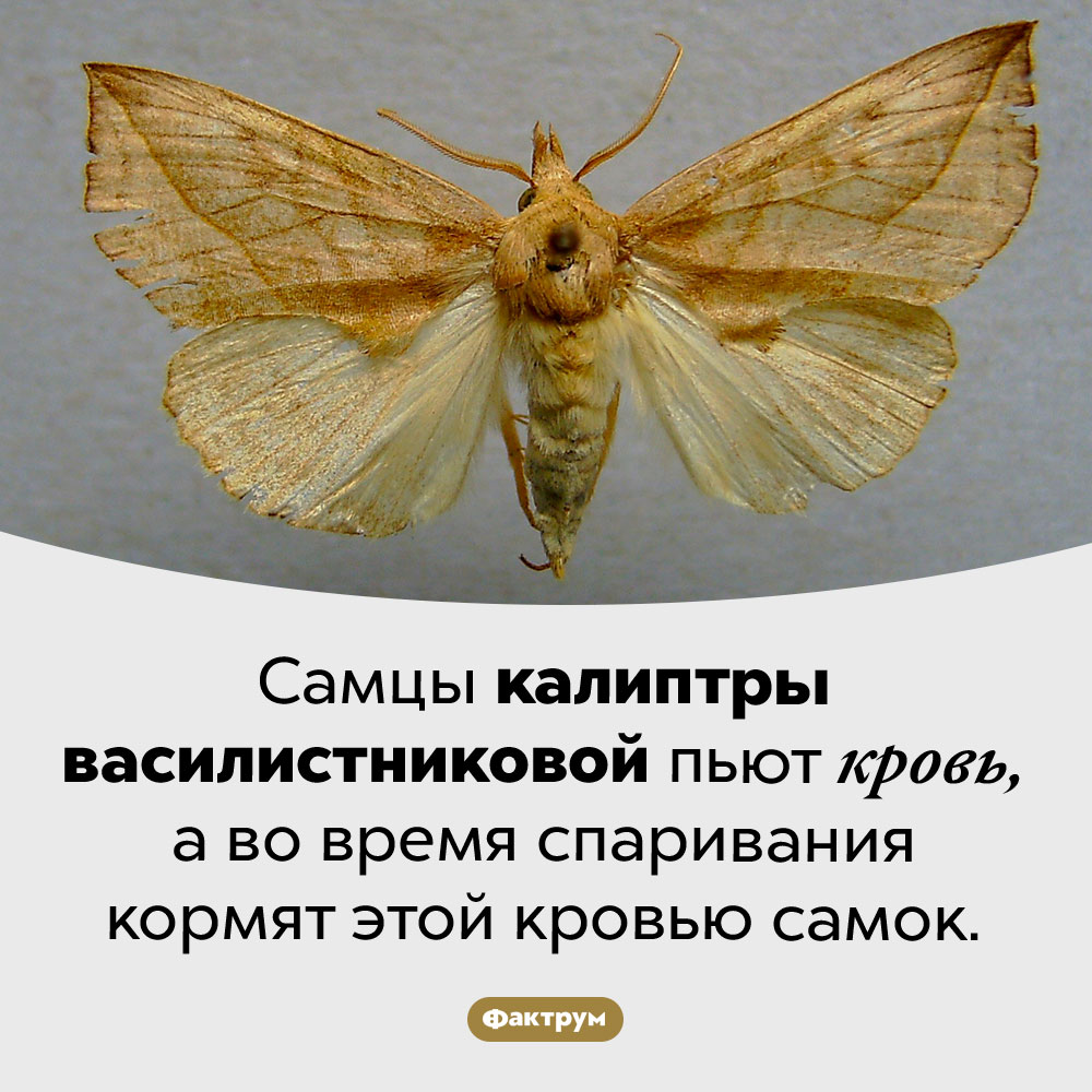 Ох уж эти бабочки-вампиры…. Самцы калиптры василистниковой пьют кровь, а во время спаривания кормят этой кровью самок.
