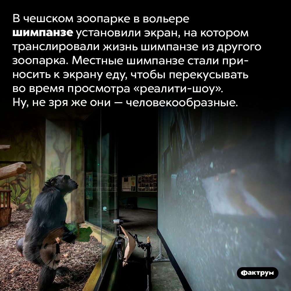 Шимпанзе перекусывают во время просмотра видео. В чешском зоопарке в вольере шимпанзе установили экран, на котором транслировали жизнь шимпанзе из другого зоопарка. Местные шимпанзе стали приносить к экрану еду, чтобы перекусывать во время просмотра «реалити-шоу». Ну, не зря же они — человекообразные.