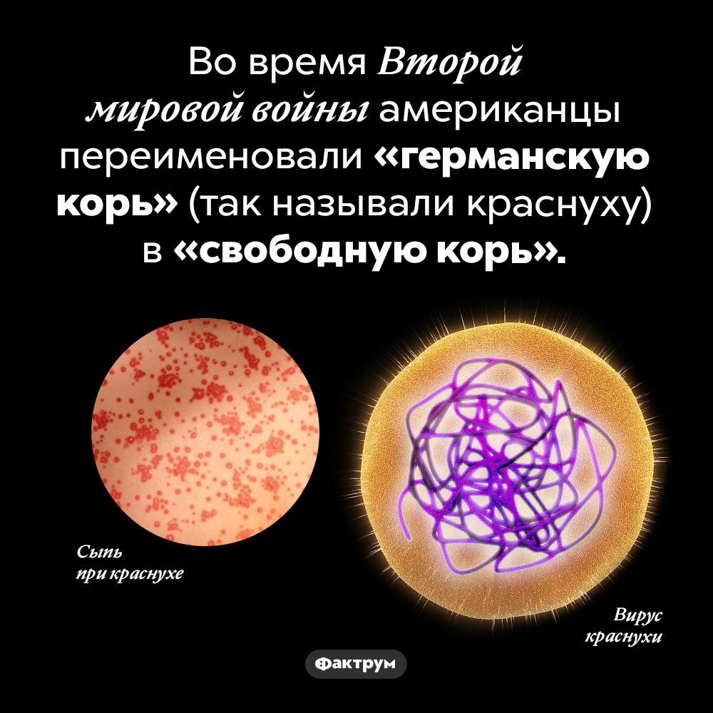 Как германская корь стала свободной. Во время Второй мировой войны американцы переименовали «германскую корь» (так называли краснуху) в «свободную корь».