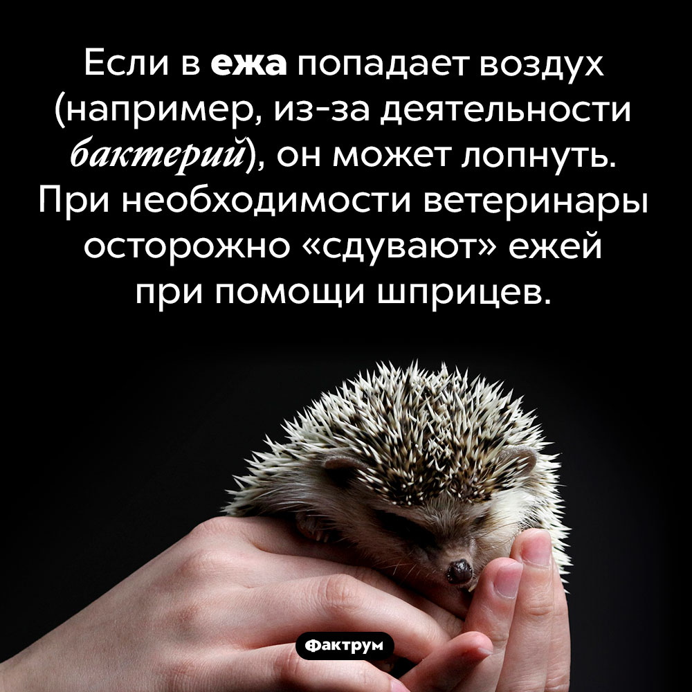 Ёж может лопнуть. Если в ежа попадает воздух (например, из-за деятельности бактерий), он может лопнуть. При необходимости ветеринары осторожно «сдувают» ежей при помощи шприцев.