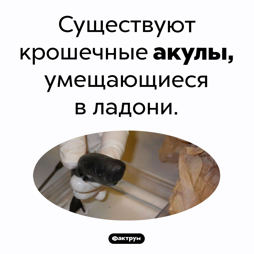 Карманные акулы. Существуют крошечные акулы, умещающиеся в ладони.