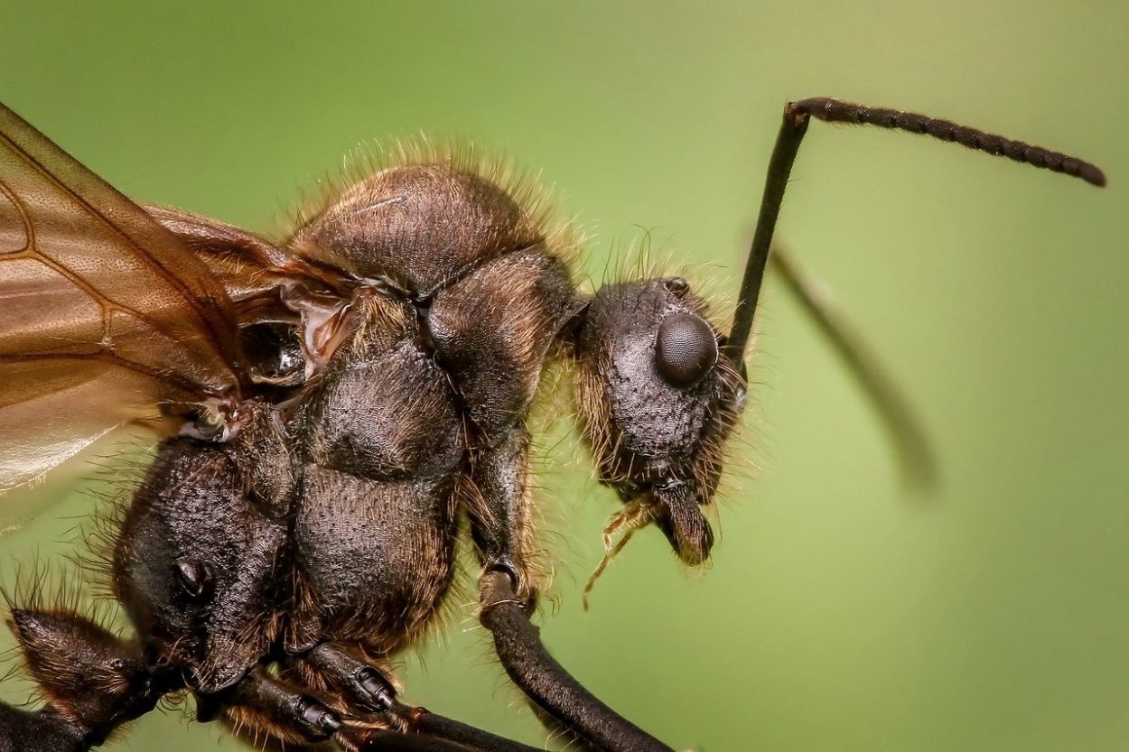 Зачем птицы натирают себя муравьями? 10 любопытных фактов о муравьях