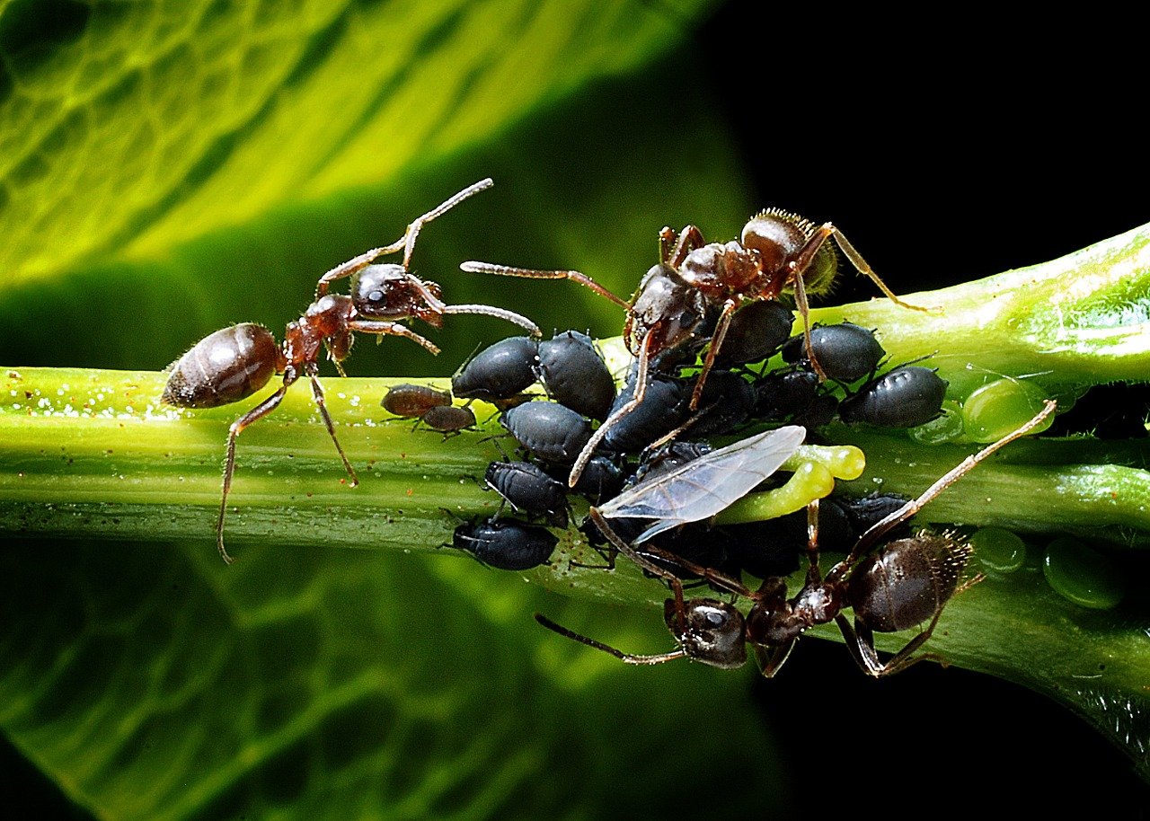 Зачем птицы натирают себя муравьями? 10 любопытных фактов о муравьях