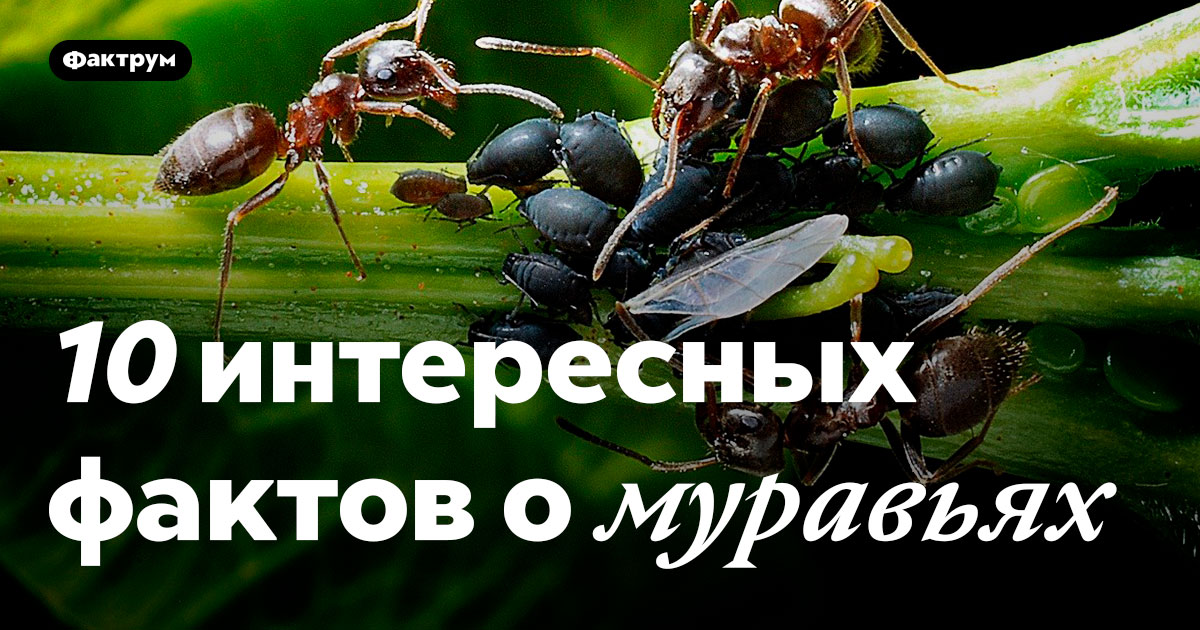 муравьи наркотики муравьи наркотики