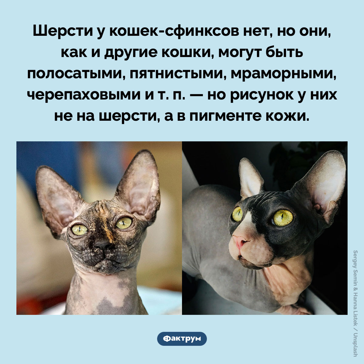 Кошки-сфинксы могут иметь различные рисунки и окрасы. Шерсти у кошек-сфинксов нет, но они, как и другие кошки, могут быть полосатыми, пятнистыми, мраморными, черепаховыми и т. п. — но рисунок у них не на шерсти, а в пигменте кожи.