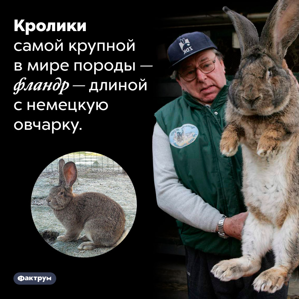Какой длины самые крупные в мире кролики. Кролики самой крупной в мире породы — фландр — длиной с немецкую овчарку.