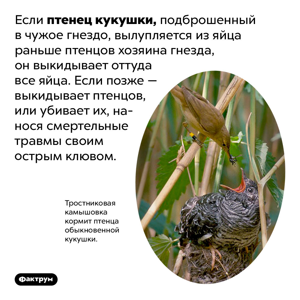 Кукушки — ужасные паразиты. Если птенец кукушки, подброшенный в чужое гнездо, вылупляется из яйца раньше птенцов хозяина гнезда, он выкидывает оттуда все яйца. Если позже — выкидывает птенцов, или убивает их, нанося смертельные травмы своим острым клювом.