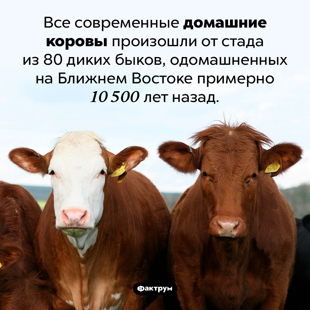 Все домашние коровы происходят из одного стада. Все современные домашние коровы произошли от стада из 80 диких быков, одомашненных на Ближнем Востоке примерно 10 500 лет назад.