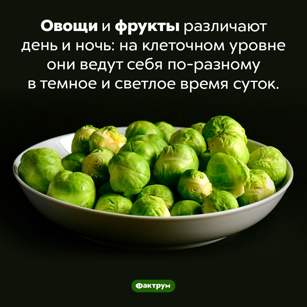 Овощи и фрукты различают день и ночь. На клеточном уровне они ведут себя по-разному в темное и светлое время суток.