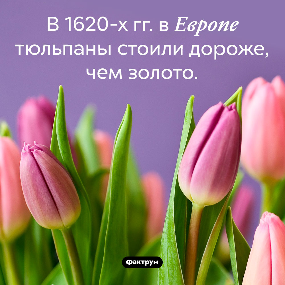 Насколько ценились тюльпаны в век тюльпанной лихорадки. В 1620-х гг. в Европе тюльпаны стоили дороже, чем золото.