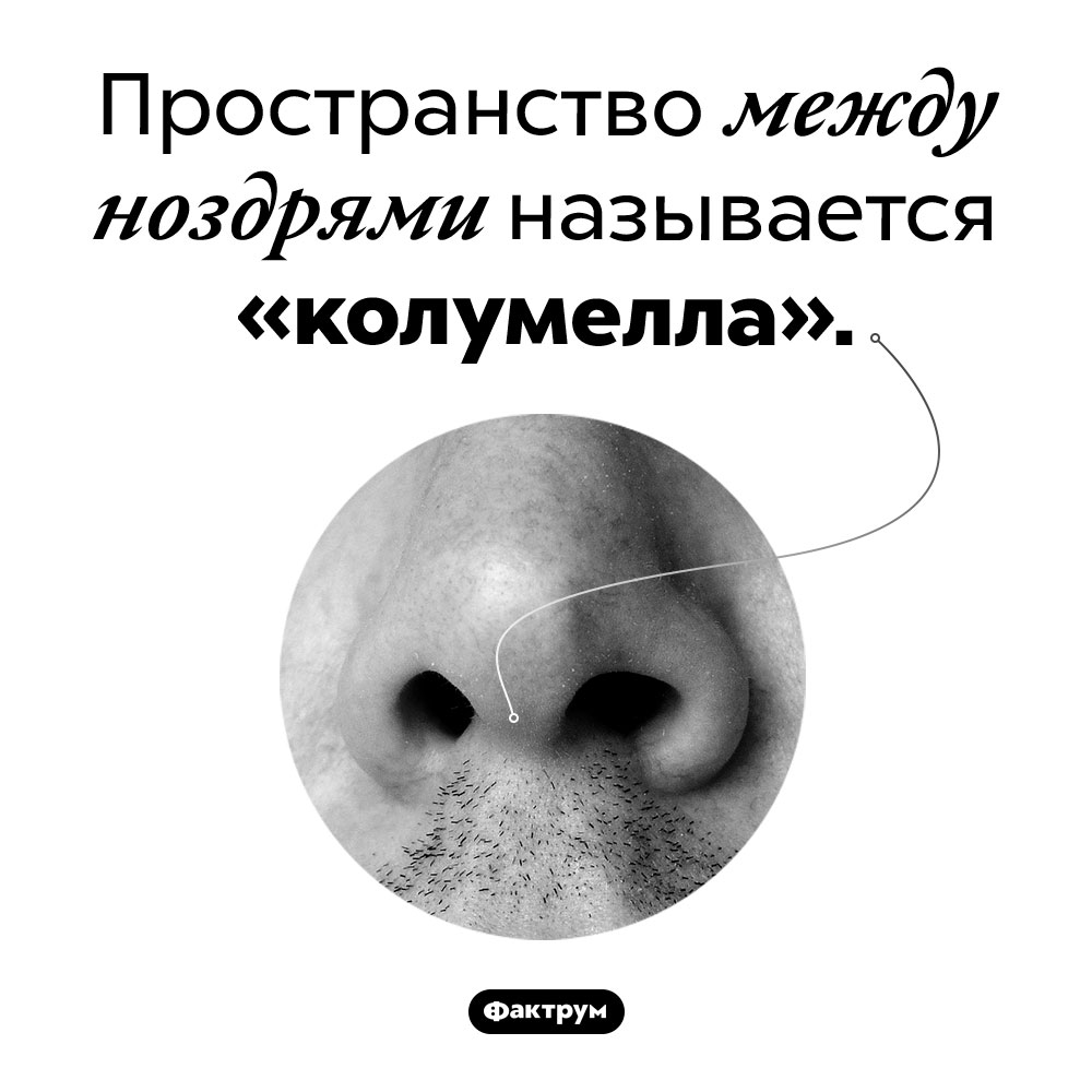 Что находится между ноздрями. Пространство между ноздрями называется «колумелла».