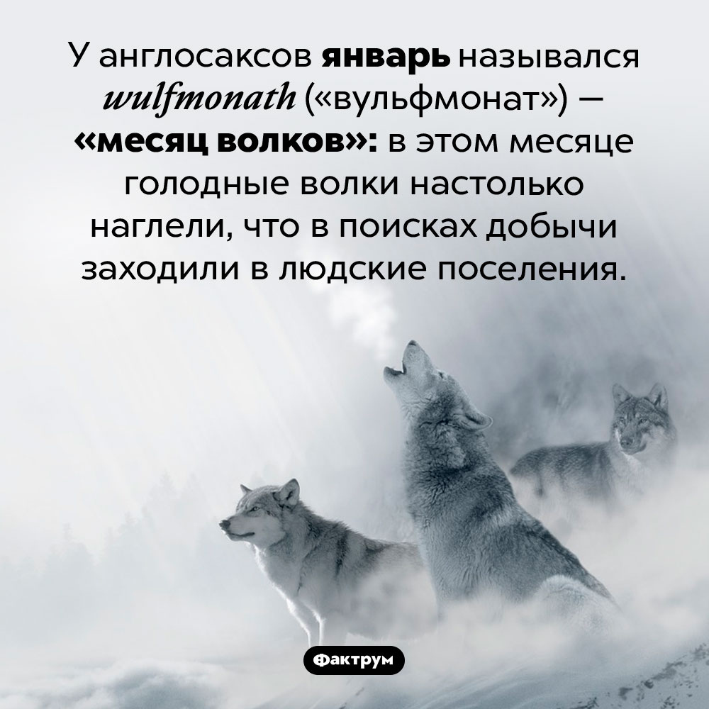 Месяц волков. У англосаксов январь назывался <em>wulfmonath</em> («вульфмонат») — «месяц волков»: в этом месяце голодные волки настолько наглели, что в поисках добычи заходили в людские поселения.
