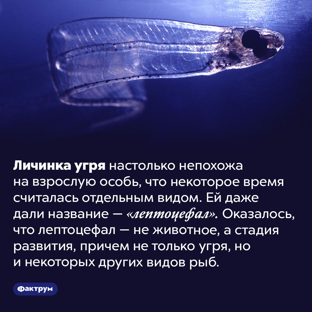 Что такое «лептоцефал». Личинка угря настолько непохожа на взрослую особь, что некоторое время считалась отдельным видом. Ей даже дали название — «лептоцефал». Оказалось, что лептоцефал — не животное, а стадия развития, причем не только угря, но и некоторых других видов рыб.
