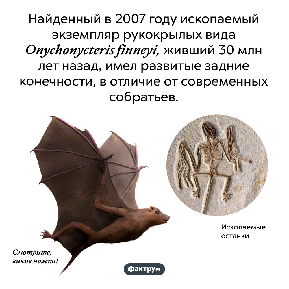 Ископаемая летучая мышь. Найденный в 2007 году ископаемый экземпляр рукокрылых вида <em>Onychonycteris finneyi,</em> живший 30 млн лет назад, имел развитые задние конечности, в отличие от современных собратьев.